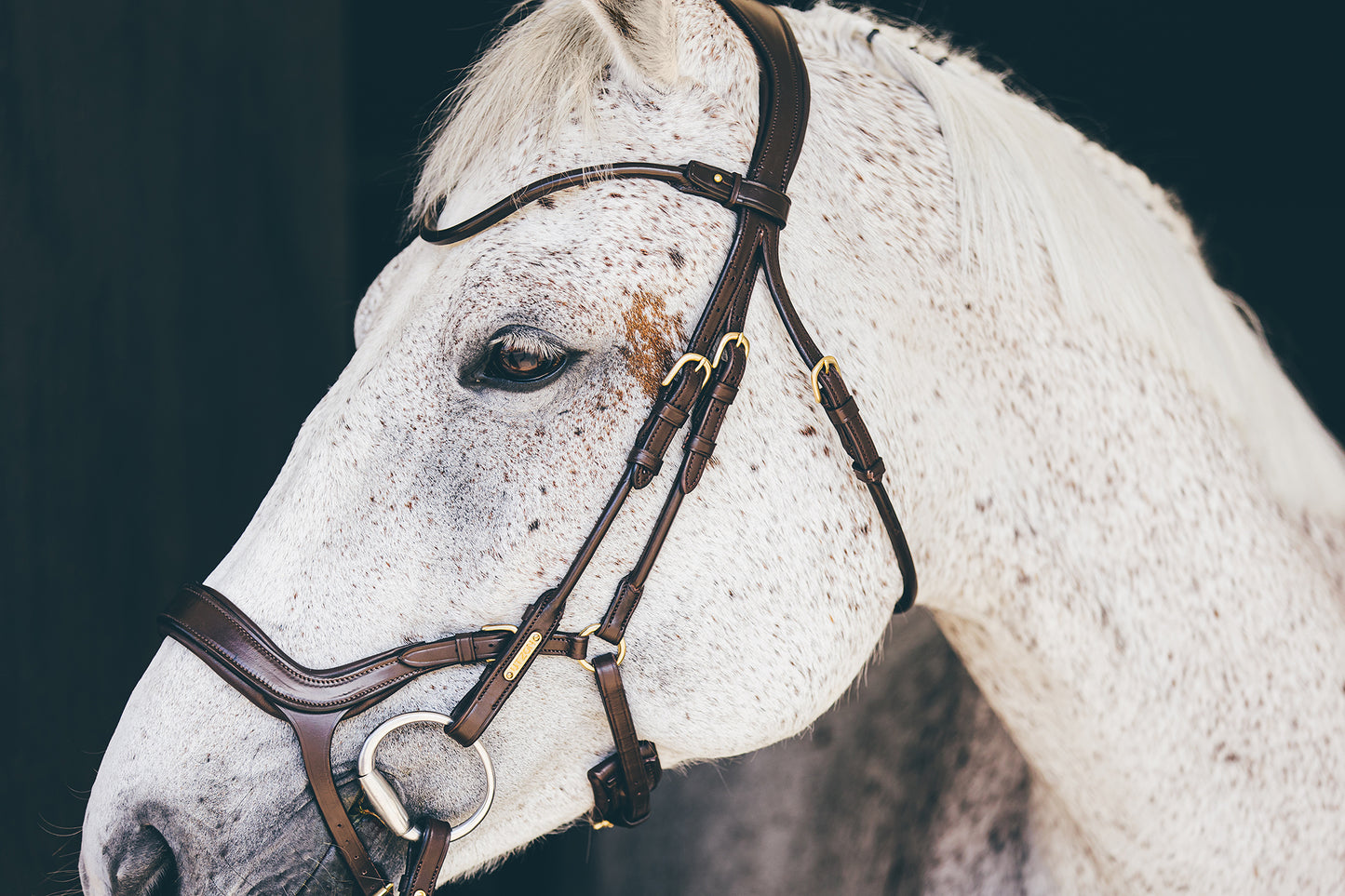 Trense - "Bristol" von Utzon Equestrian