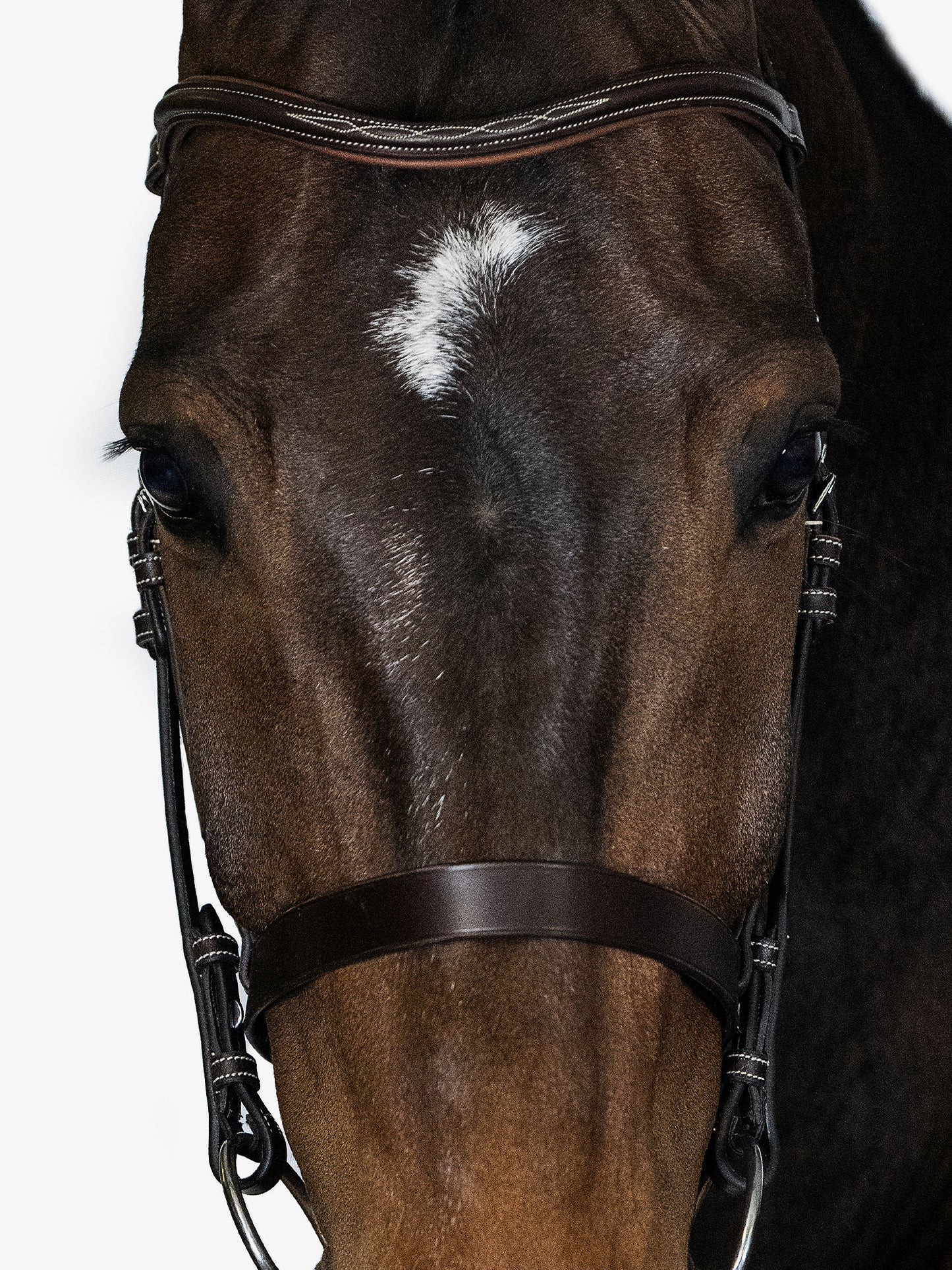 Trensenzaum "Wellington Hunter"