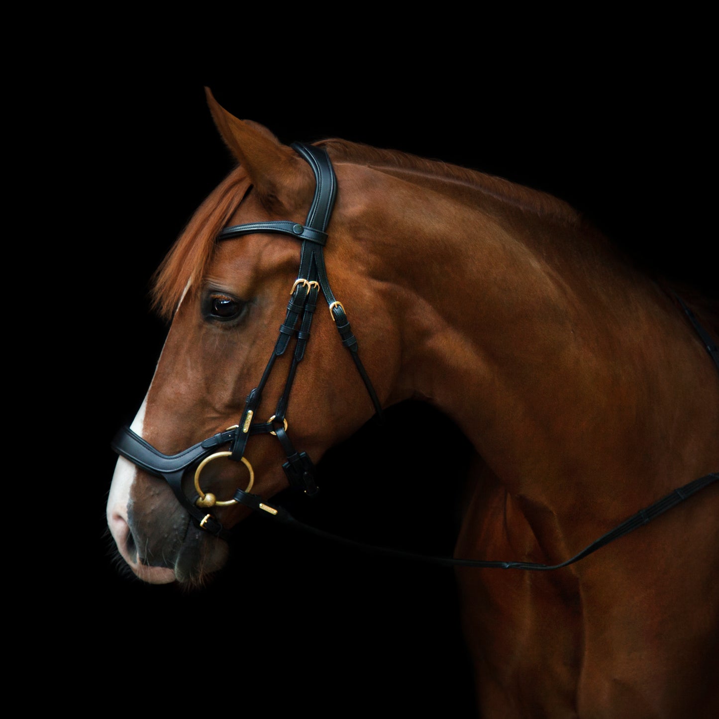Trense - "Bristol" von Utzon Equestrian