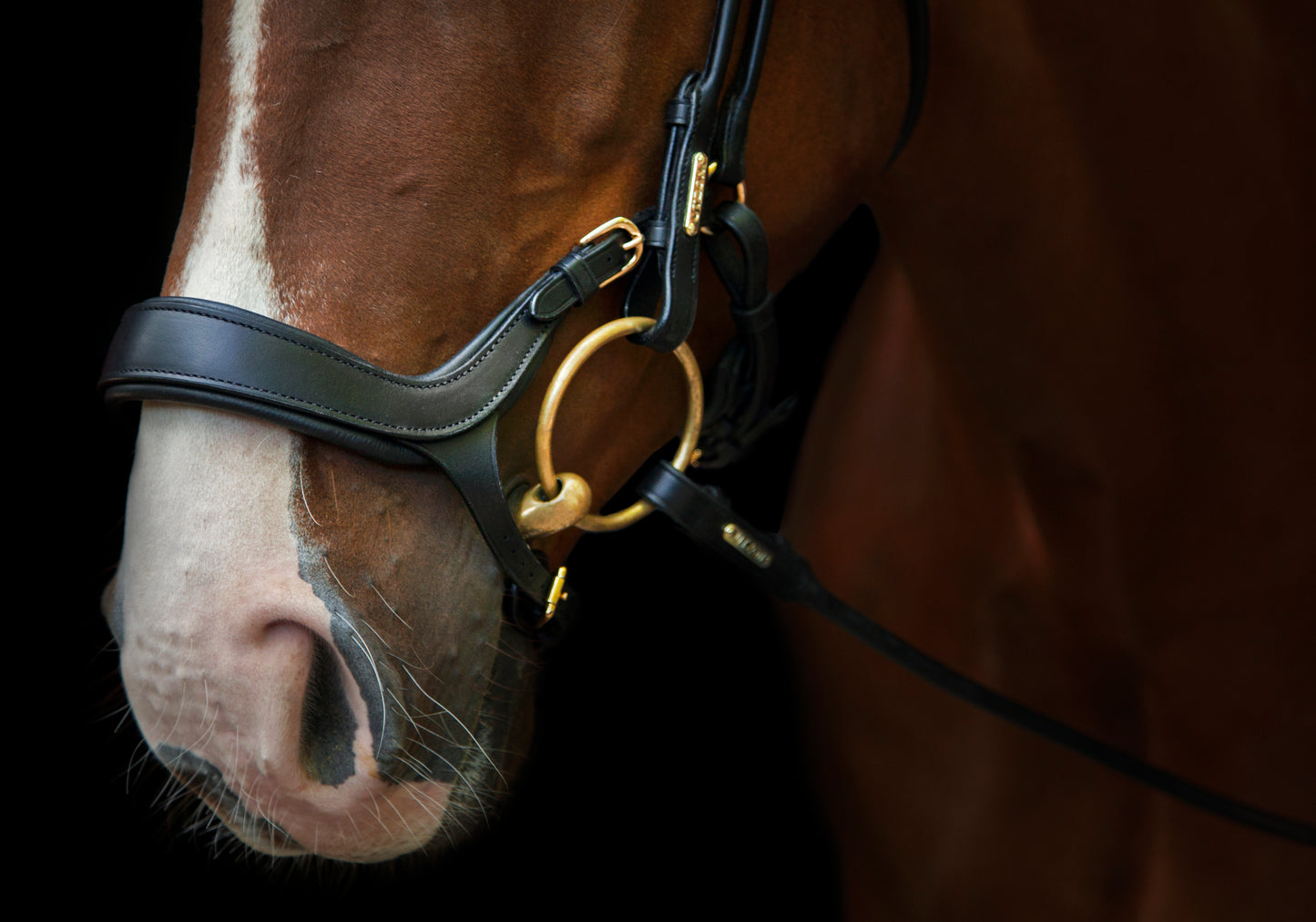 Trense - "Bristol" von Utzon Equestrian