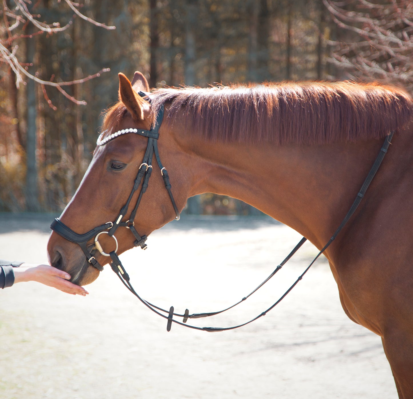 Trense - "Bristol" von Utzon Equestrian