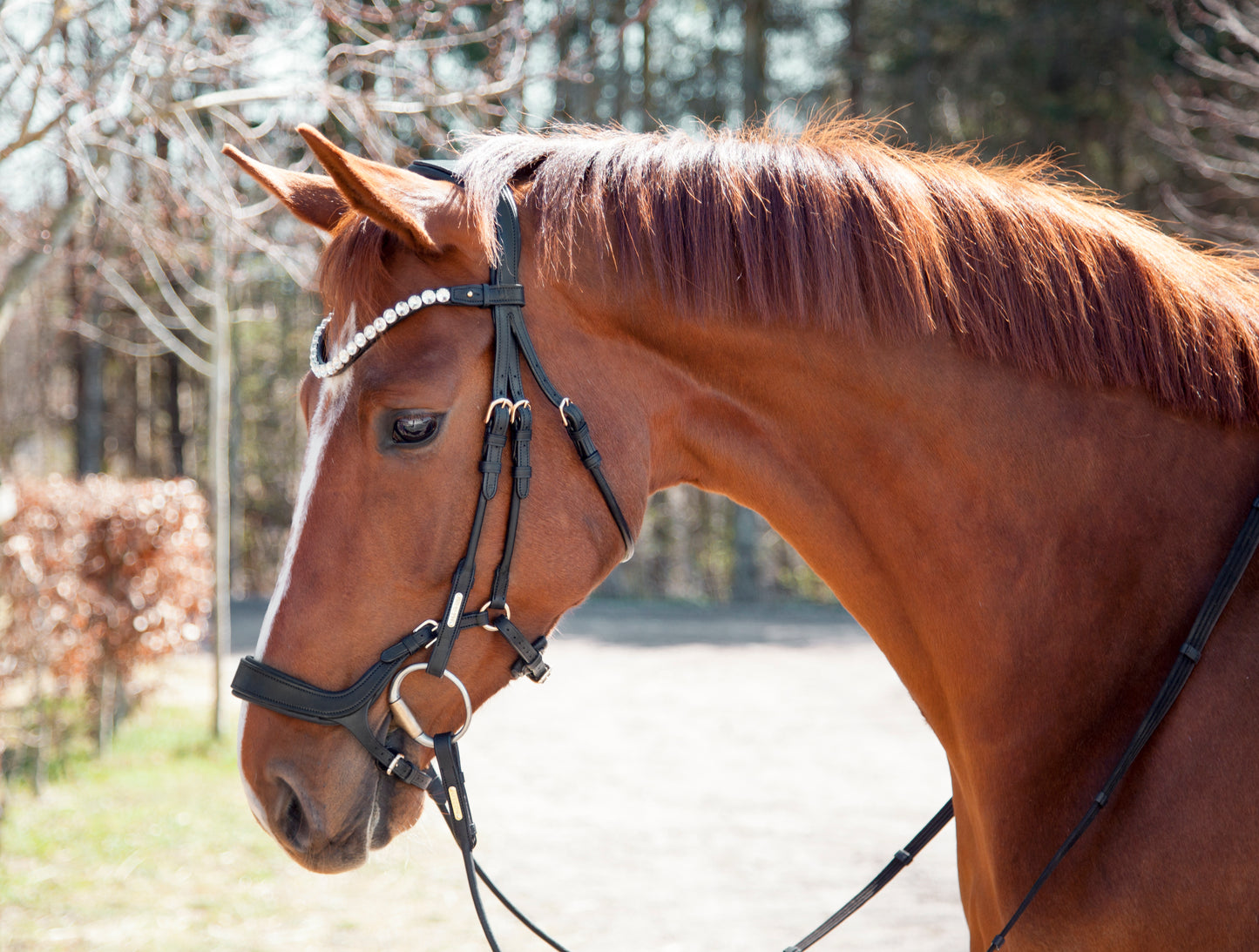 Trense - "Bristol" von Utzon Equestrian