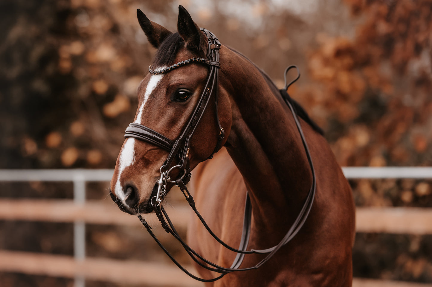 Kandarenzaum - "Olympic double" von Utzon Equestrian