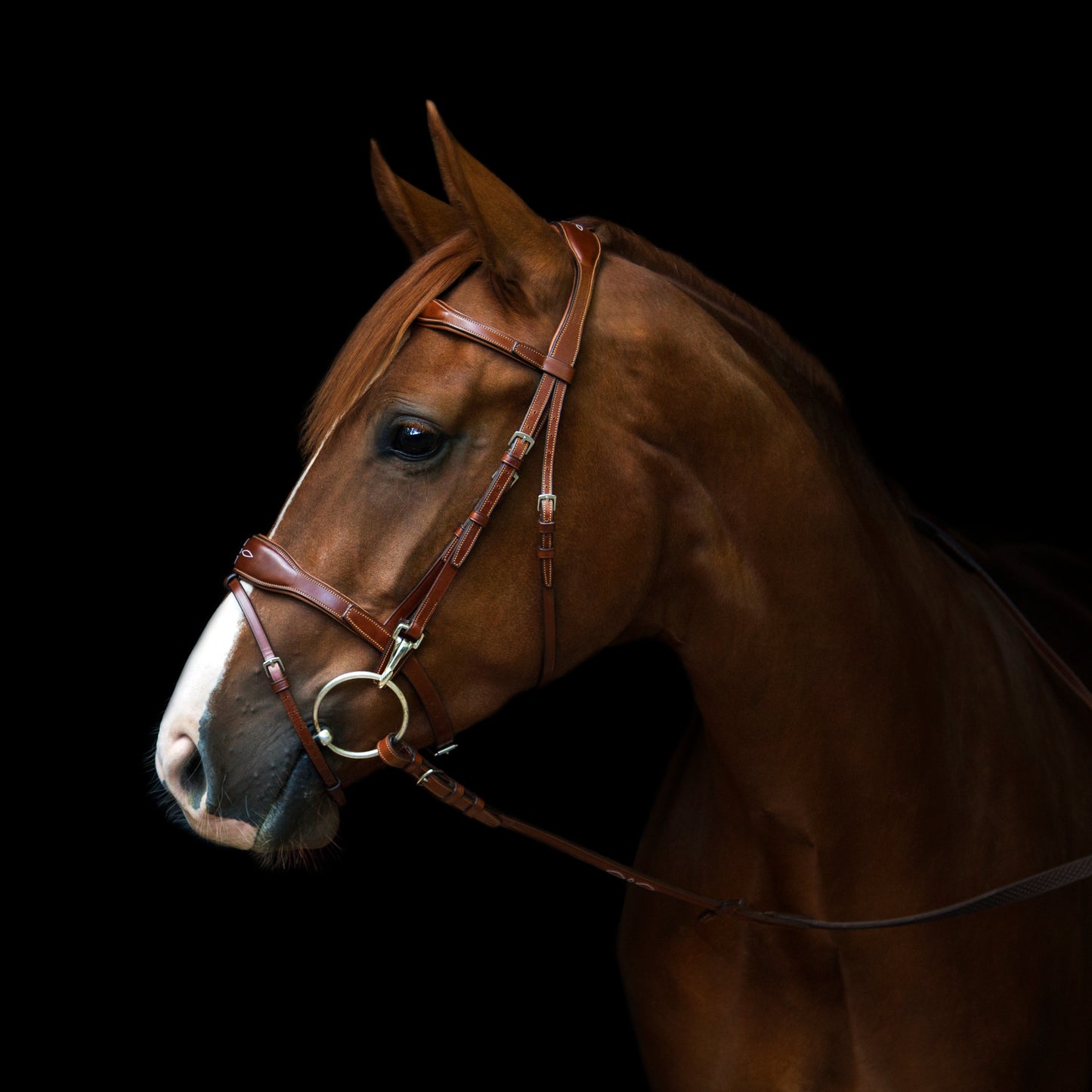 Trense - "Oxford" von Utzon Equestrian