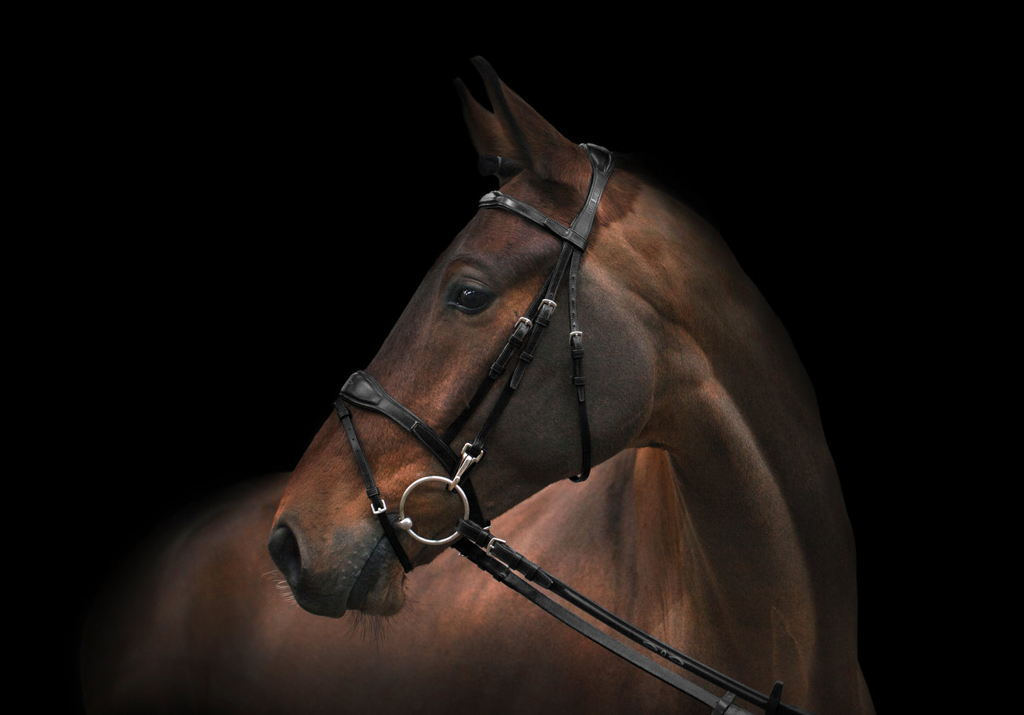 Trense - "Oxford" von Utzon Equestrian