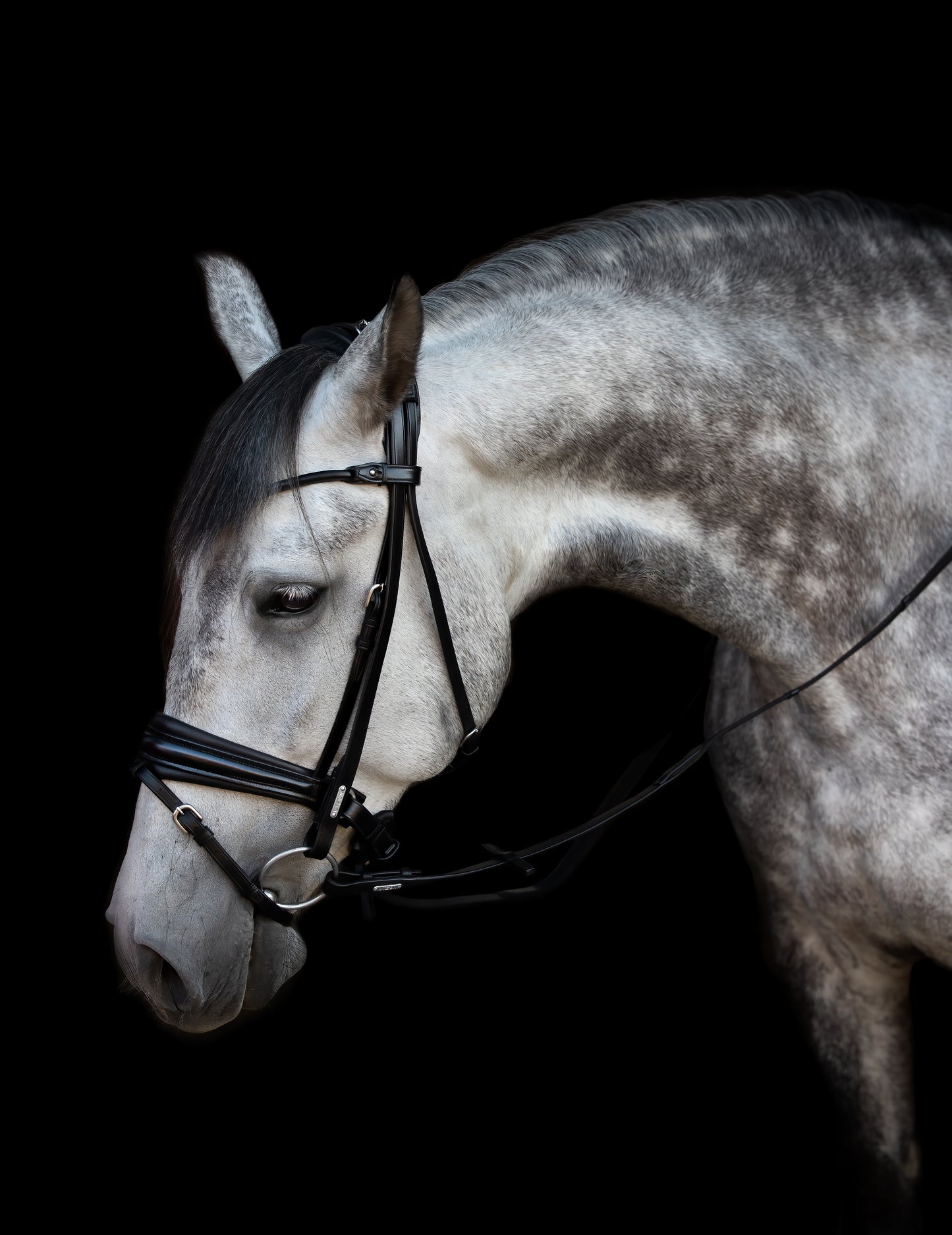 Trense - "London" von Utzon Equestrian