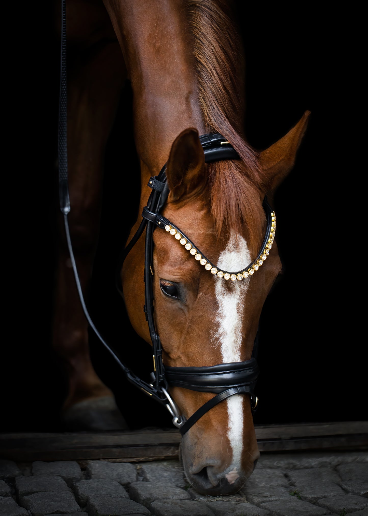 Trense - "Edinburg" von Utzon Equestrian
