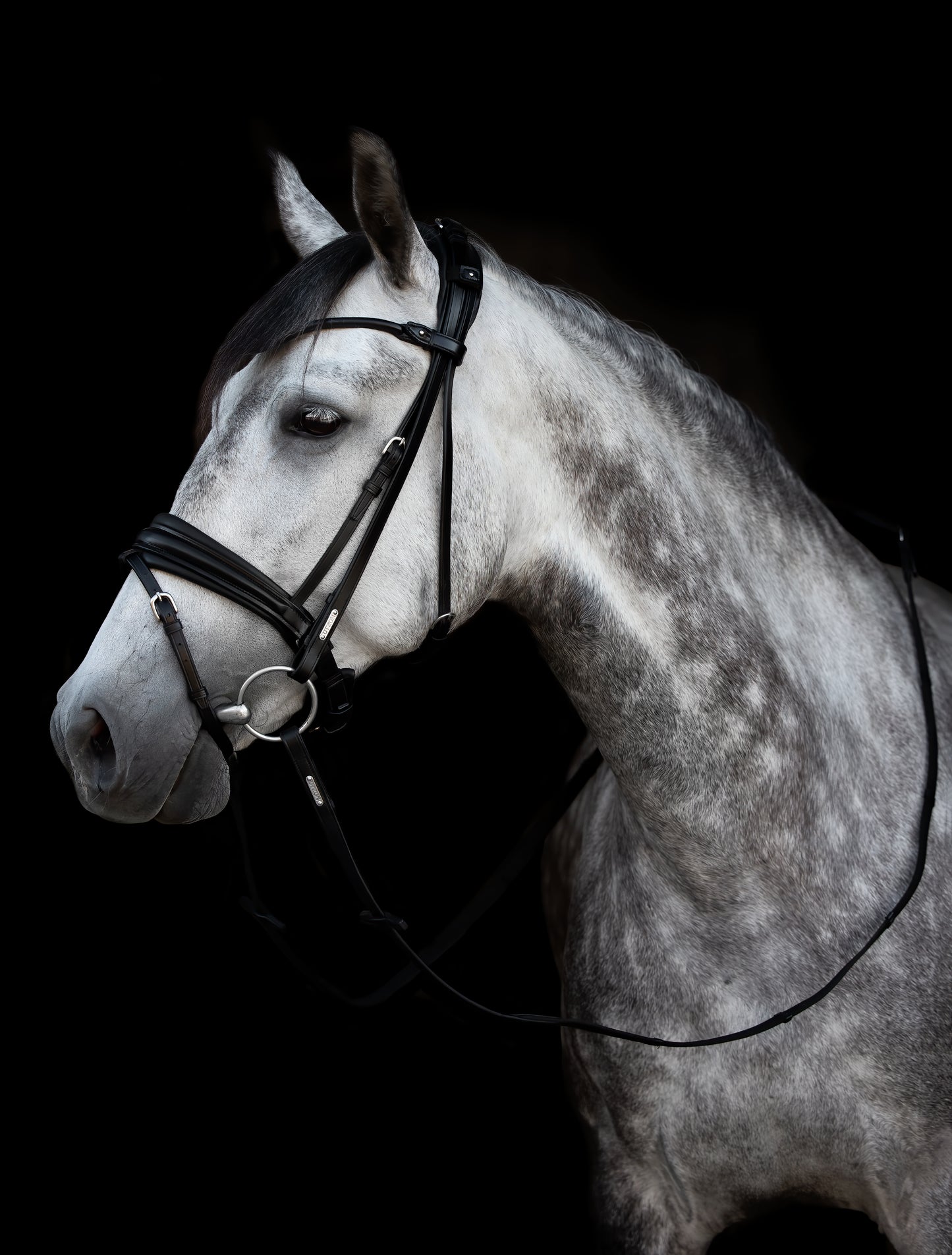 Trense - "London" von Utzon Equestrian