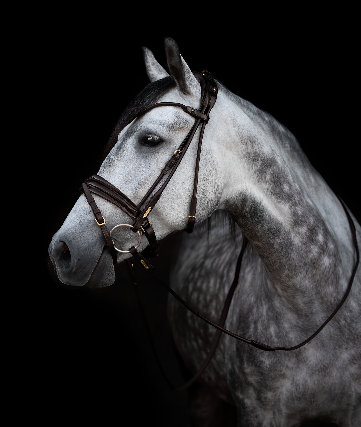 Trense - "Edinburg" von Utzon Equestrian