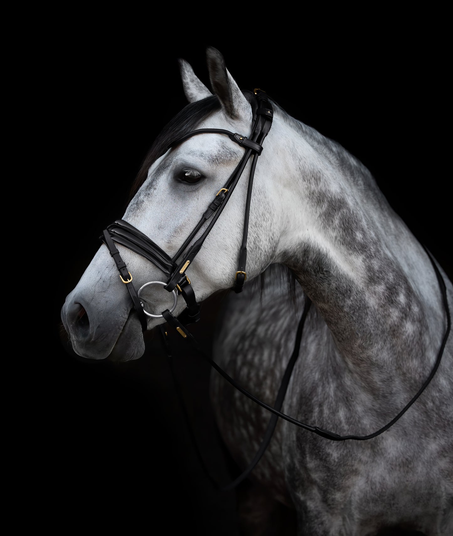 Trense - "Edinburg" von Utzon Equestrian