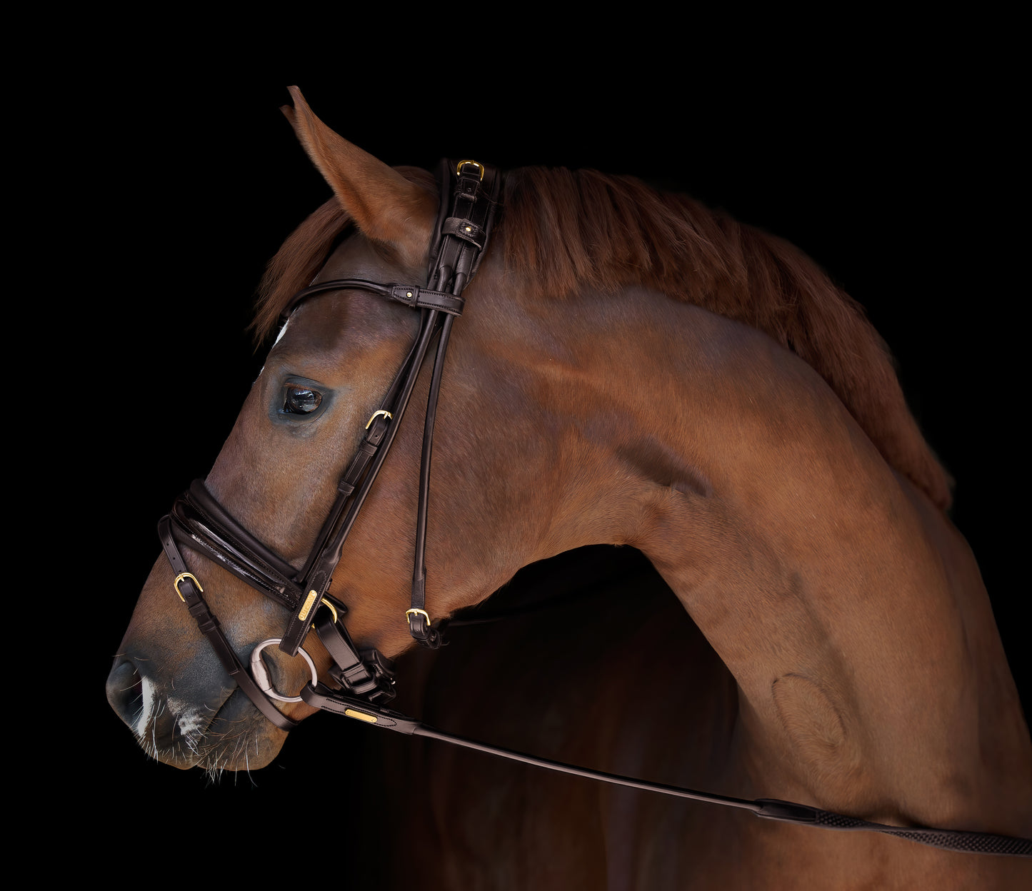 Trense - "Edinburg" von Utzon Equestrian