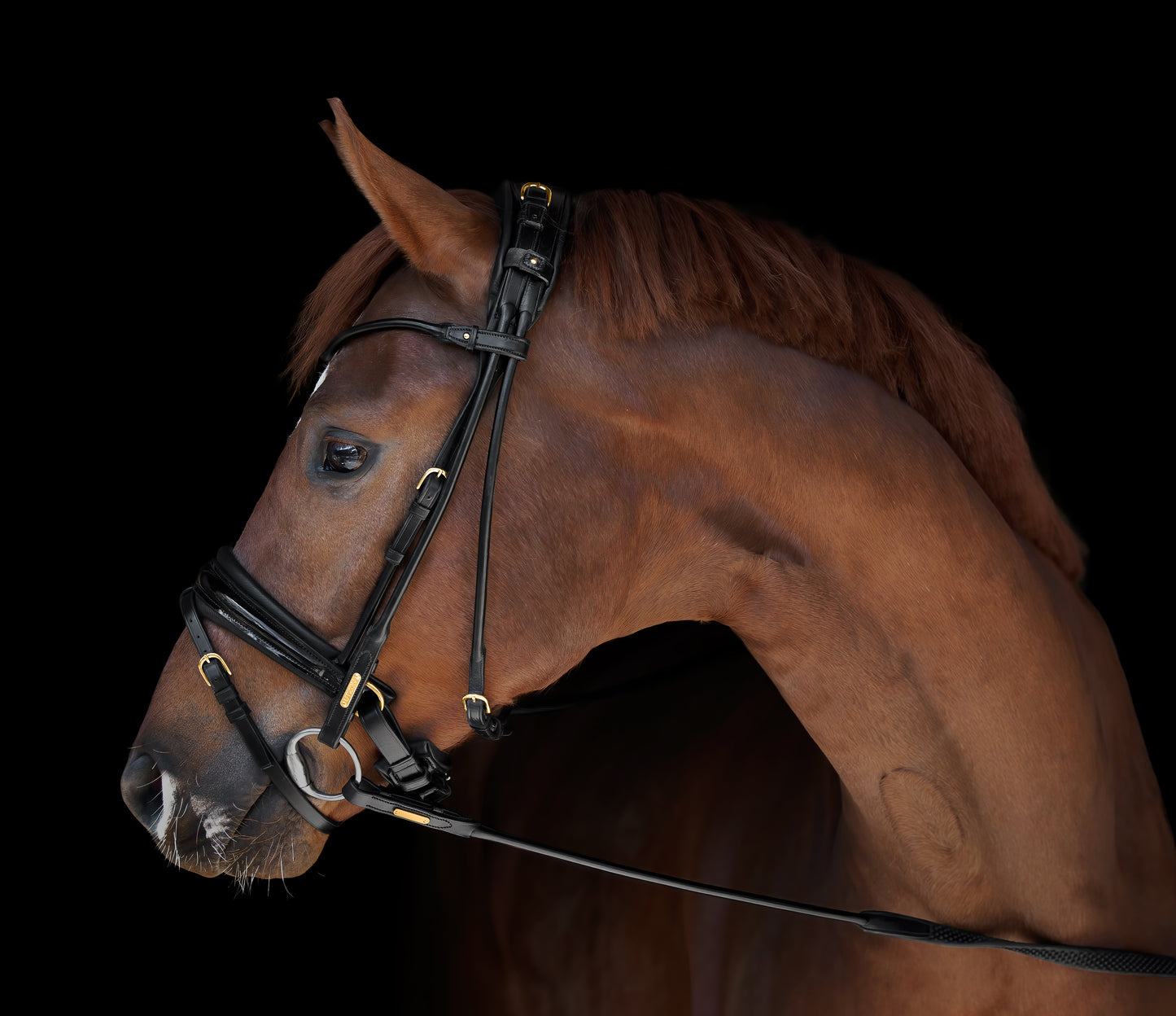 Trense - "Edinburg" von Utzon Equestrian