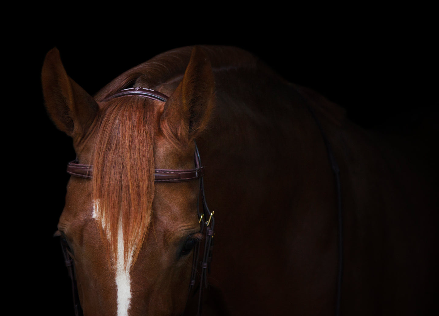 Trense - "Belmond" von Utzon Equestrian